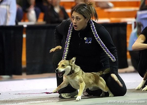 Morgan Jarvis Morgan Jarvis with dogs