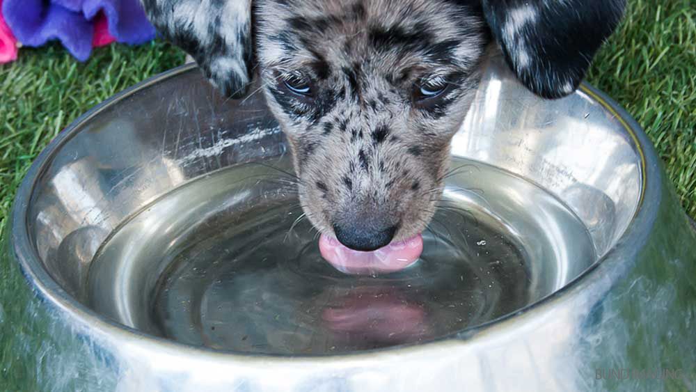 Dog drinking water