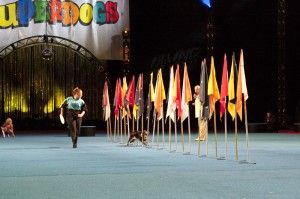 K9 Central Team - Shayne Jarvis-O'Connor