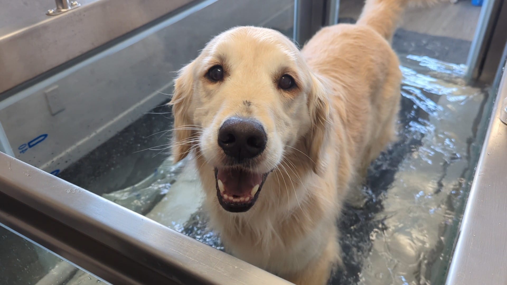 Canine Underwater Treadmill