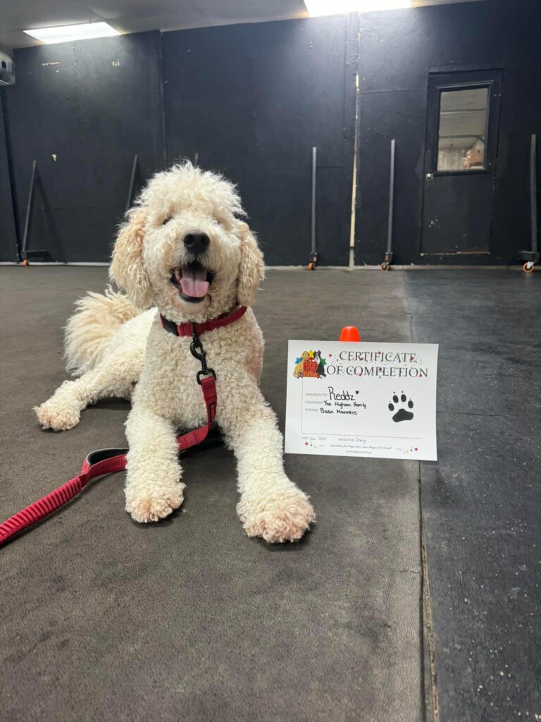 k9central.ca