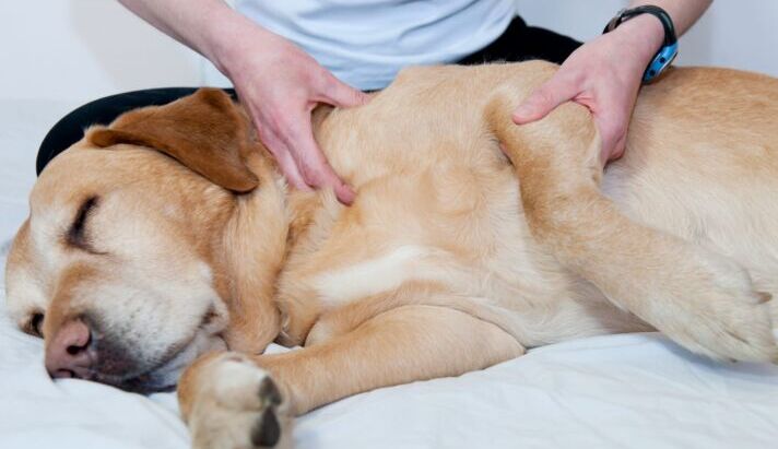 Canine massage