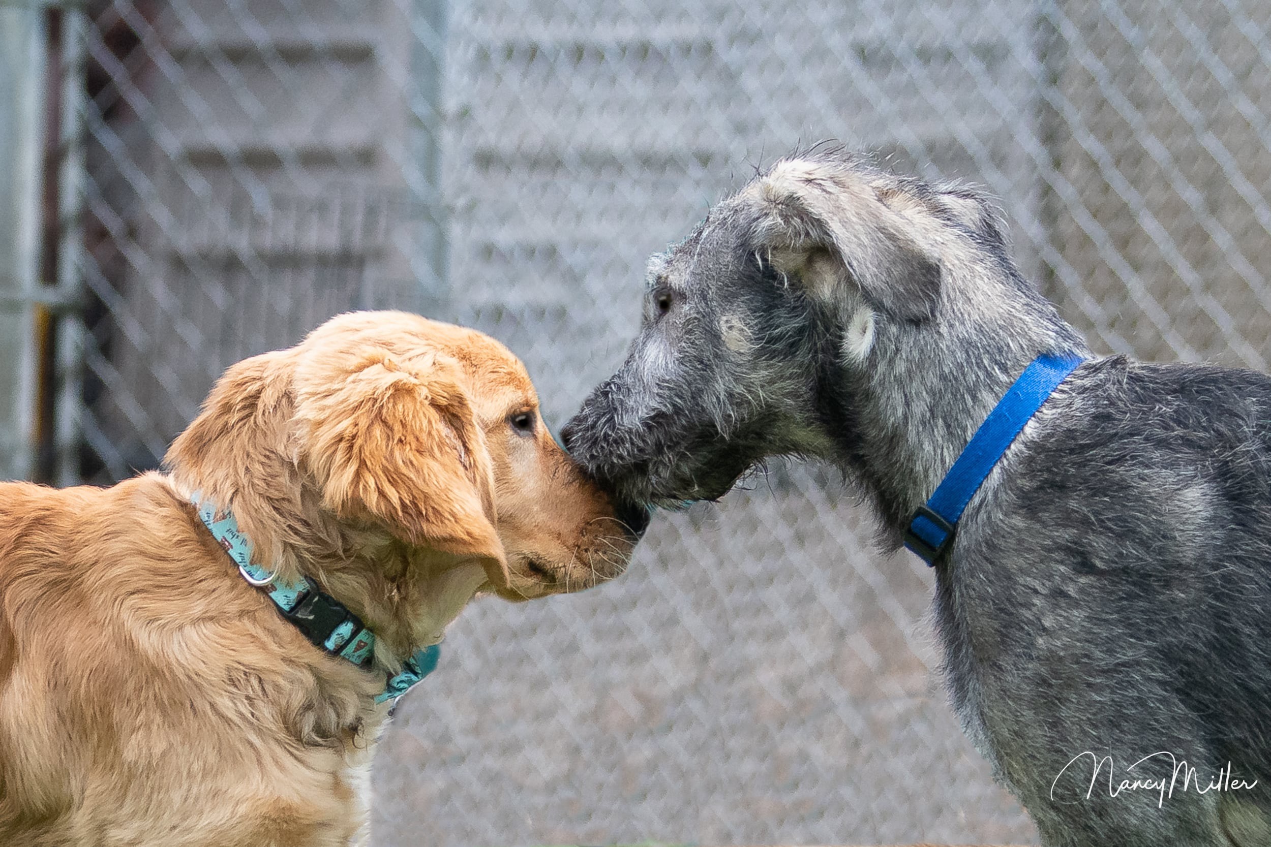 Dogs playing with each other